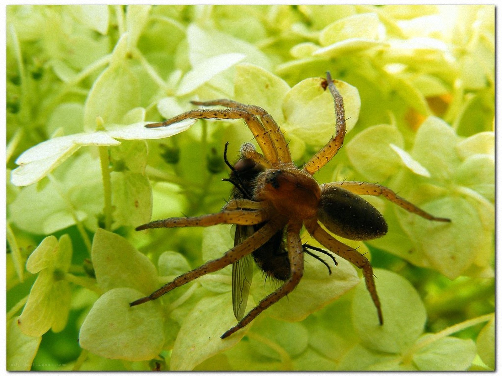 Spider with prey on flowers