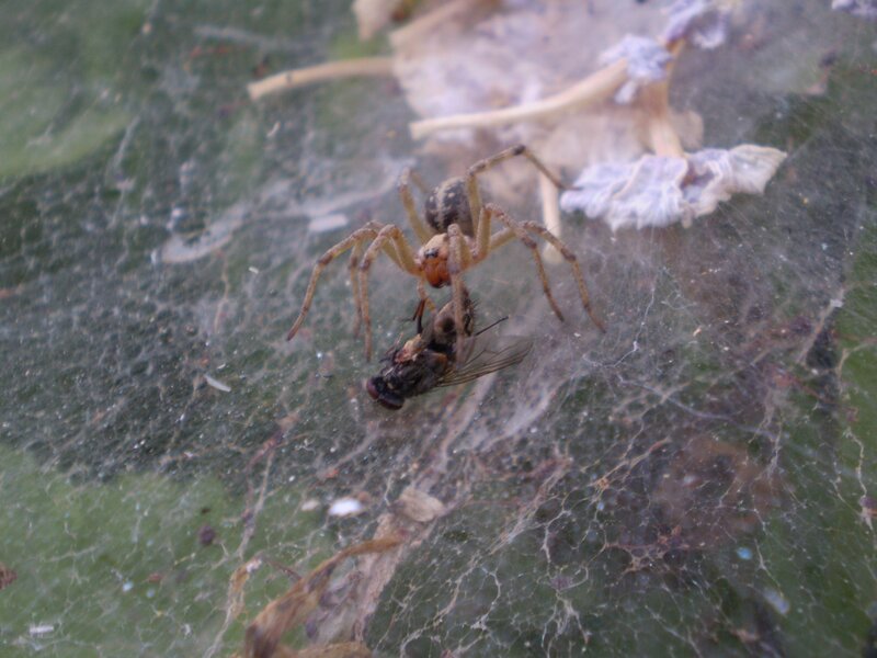 Spider with prey on web