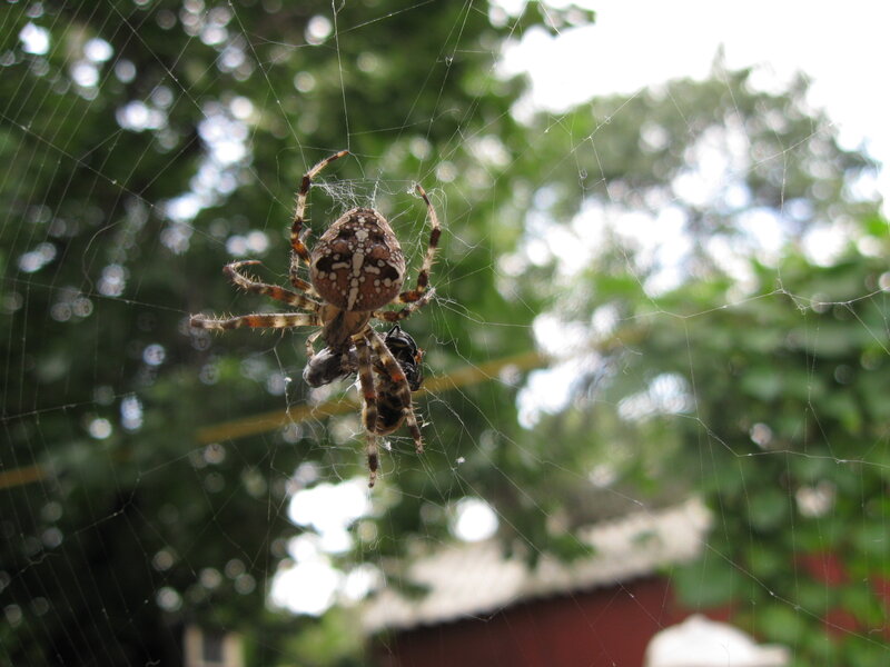 Spider with Prey