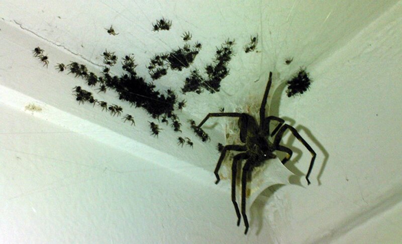 Spider with spiderlings on ceiling