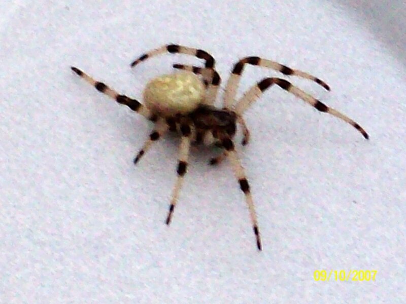 Spider with Striped Legs — White