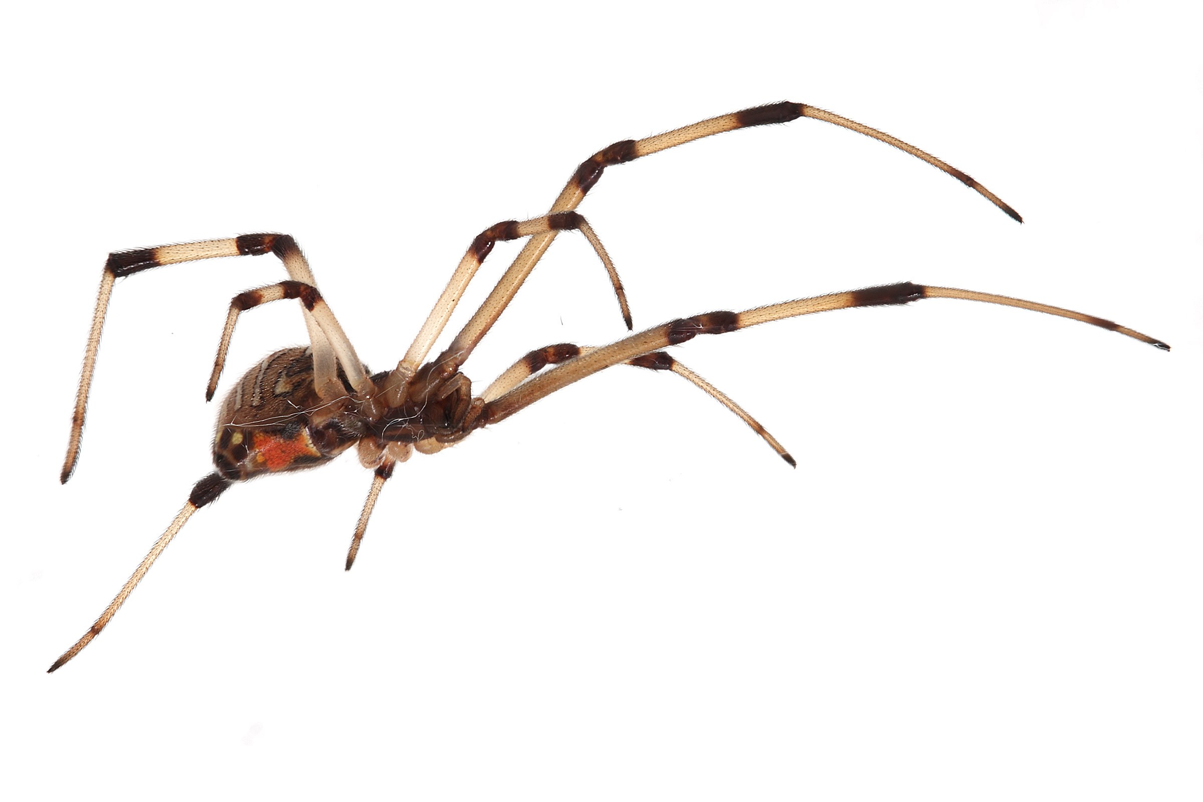 spider with striped legs