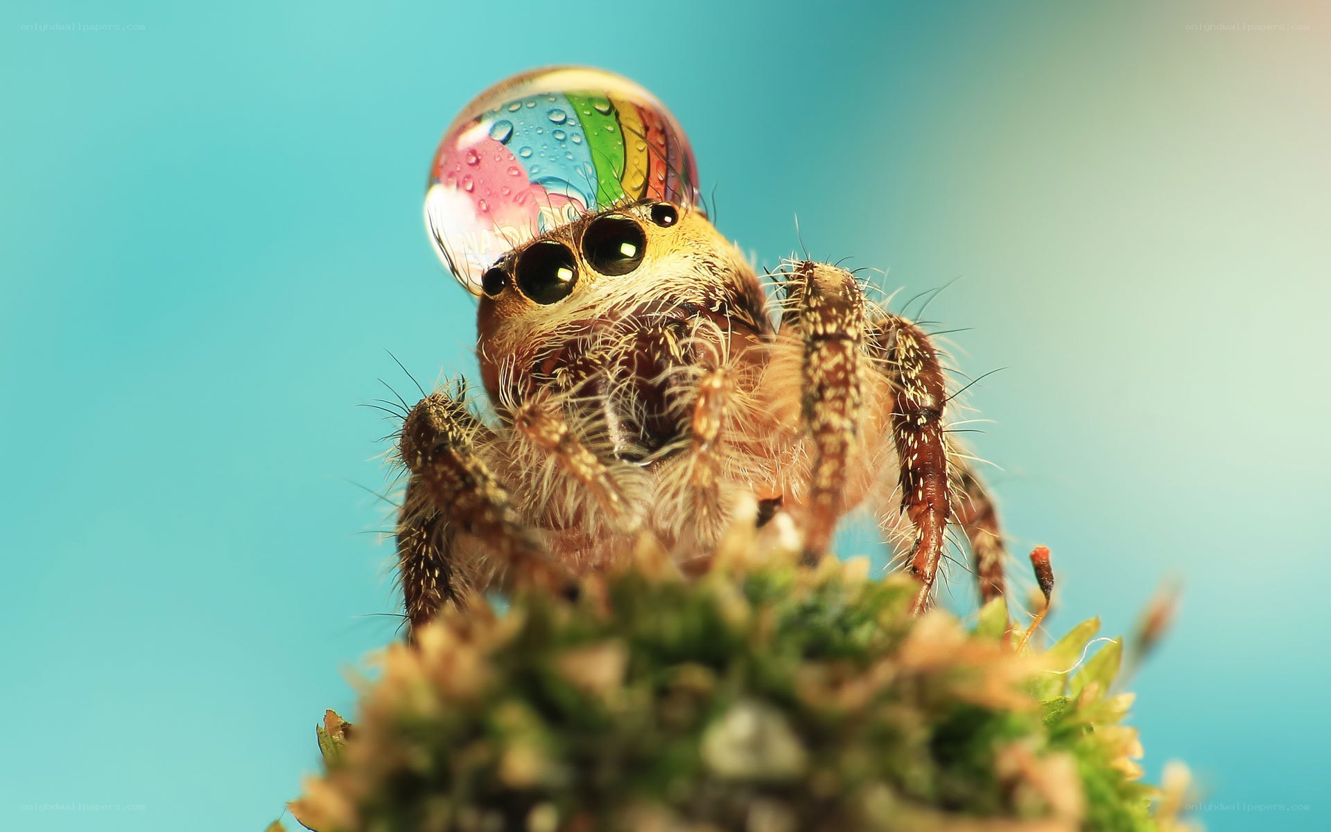 Spider with water droplet on head