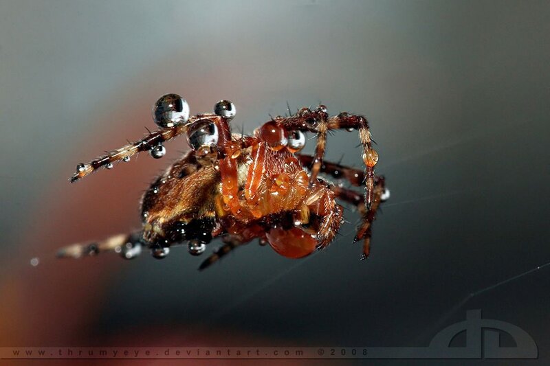 Spider with Water Droplets