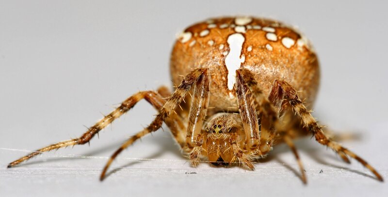 spider with white spots