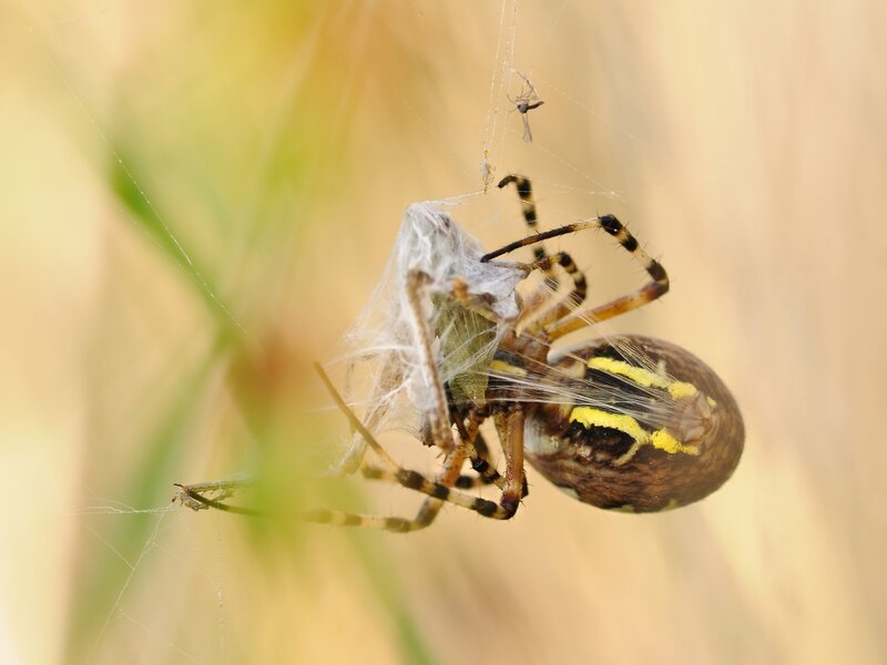Spider with wrapped prey