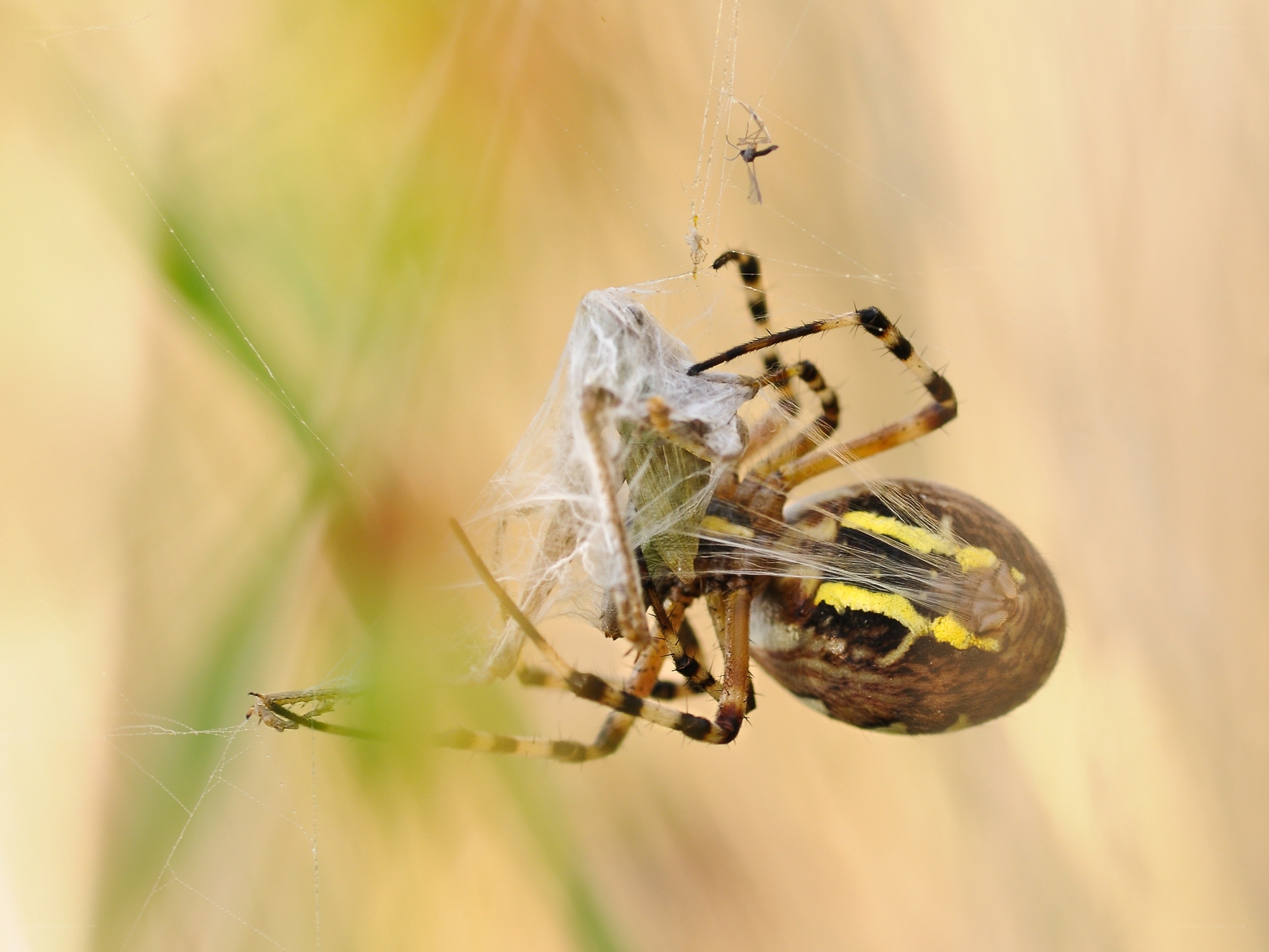 Spider with wrapped prey