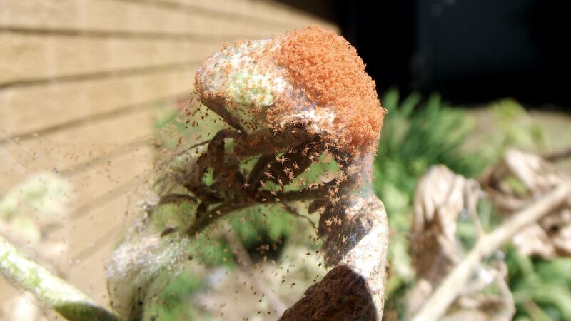 Spiderlings on Web