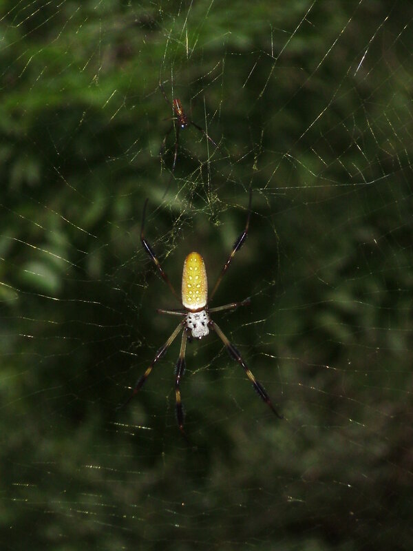Spiders on a web