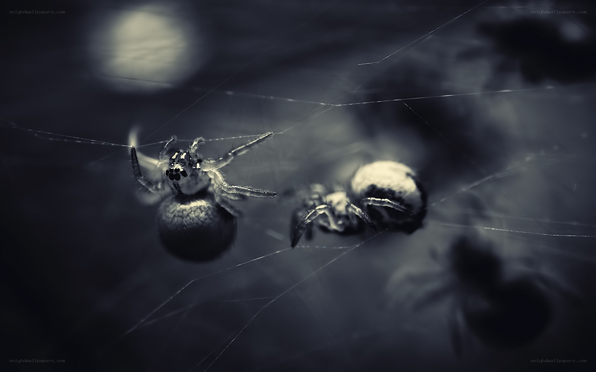 spiders on a web