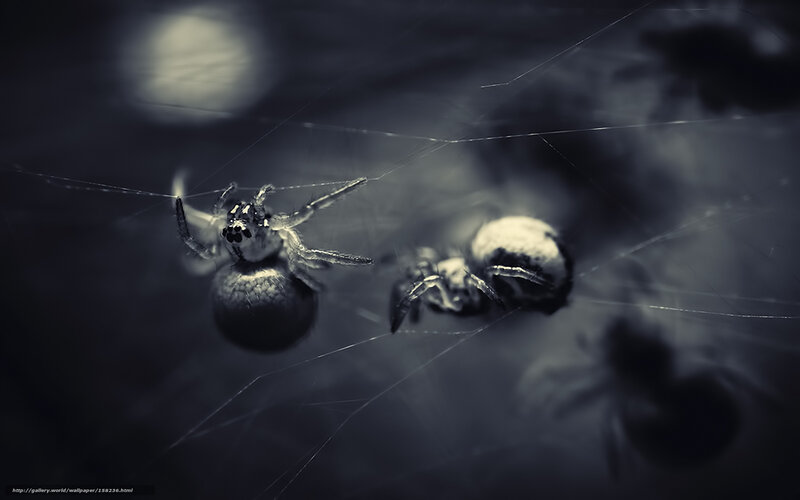 Spiders on a web