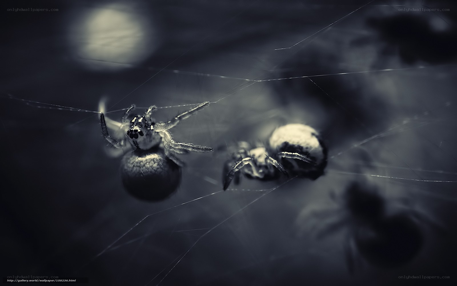 Spiders on a web