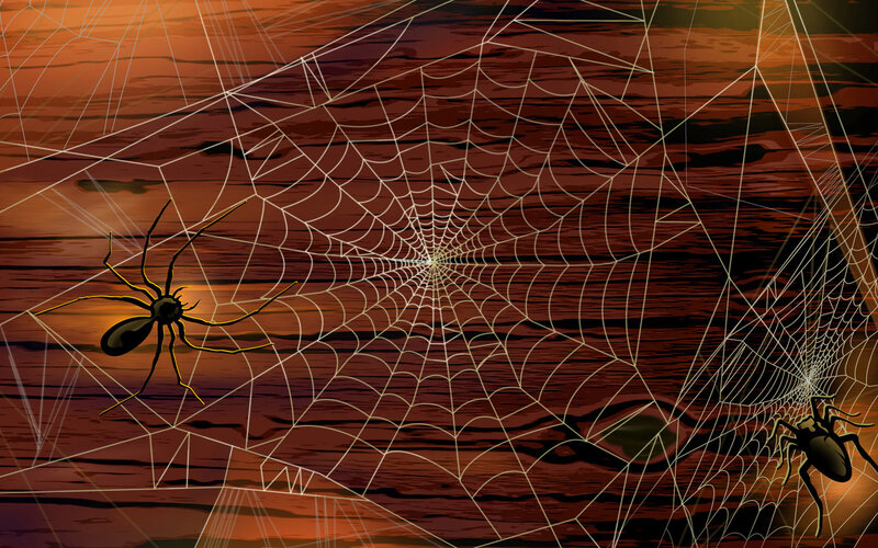 spiders on web at dusk