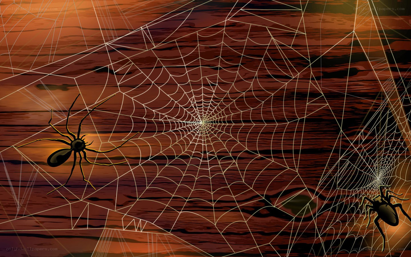 spiders on web at dusk