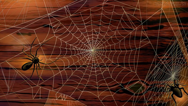 Spiders on Webs — Brown, Dramatic