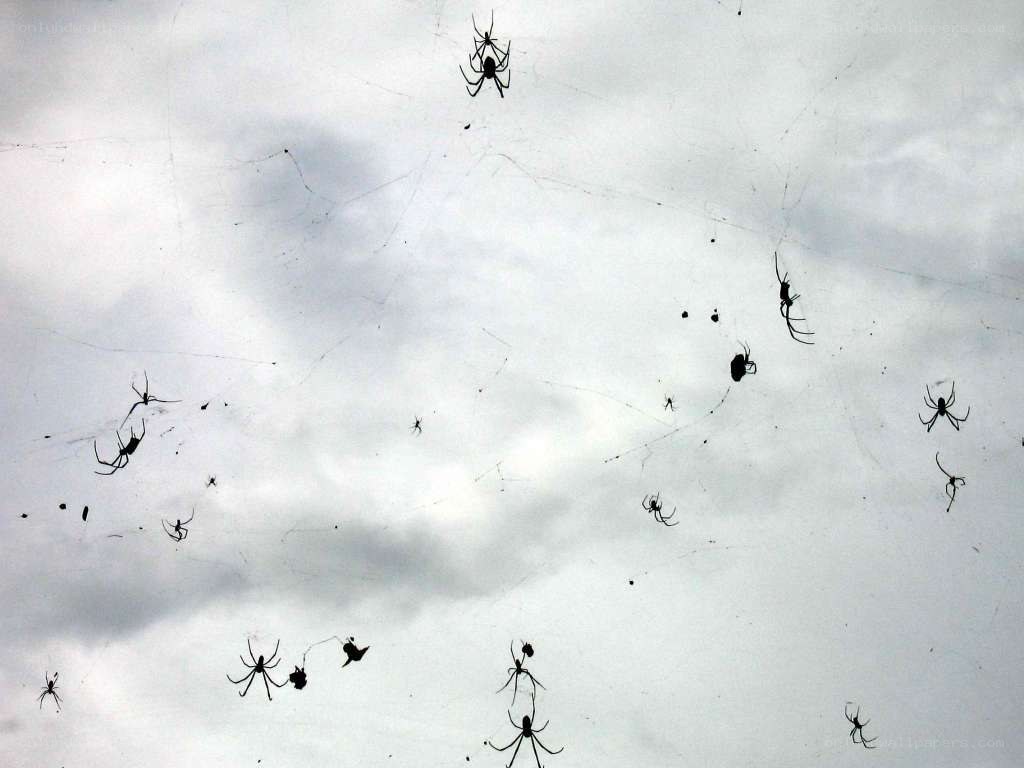 spiders on webs in sky