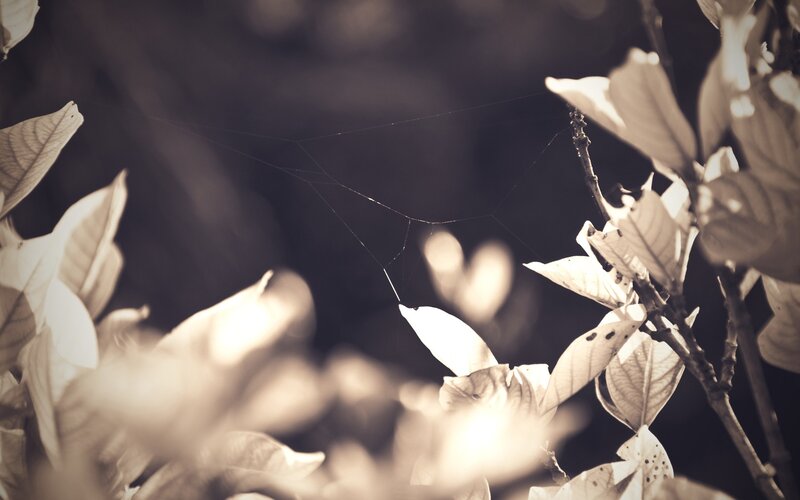 Spiderweb Between Leaves — Black