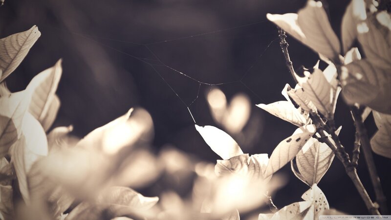 Spiderweb Between Leaves