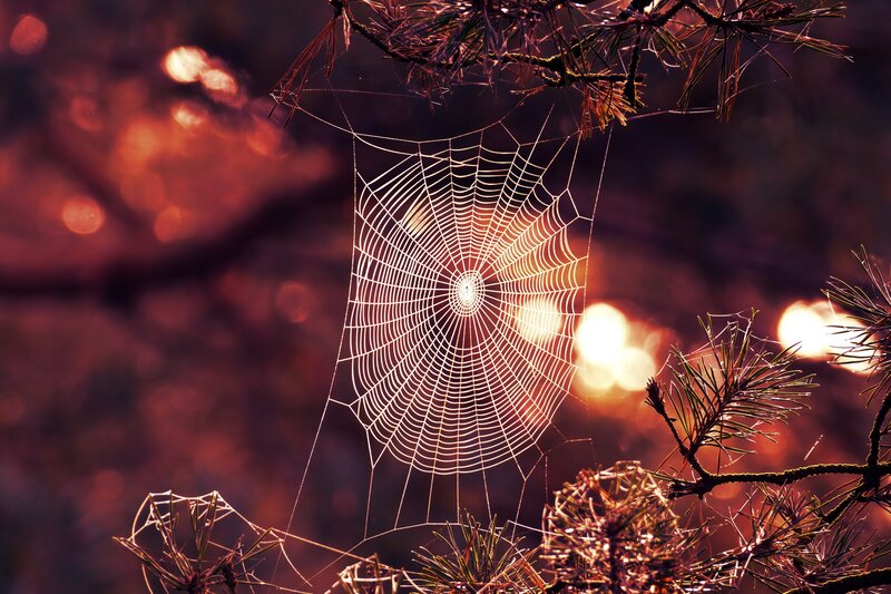 Spiderweb Between Pine Branches