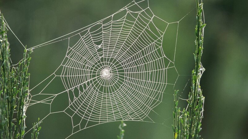 Spiderweb Between Plants — Green