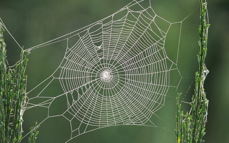 Spiderweb Between Plants