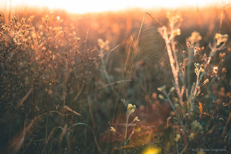 Spiderweb in Field — Orange, Serene