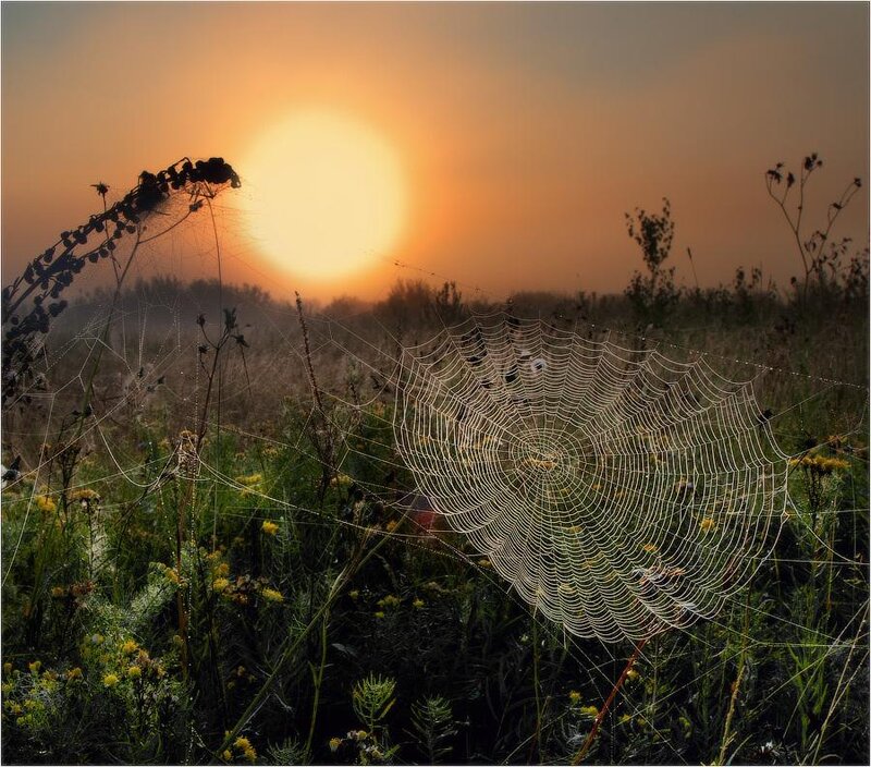 Spiderweb in Field — Orange