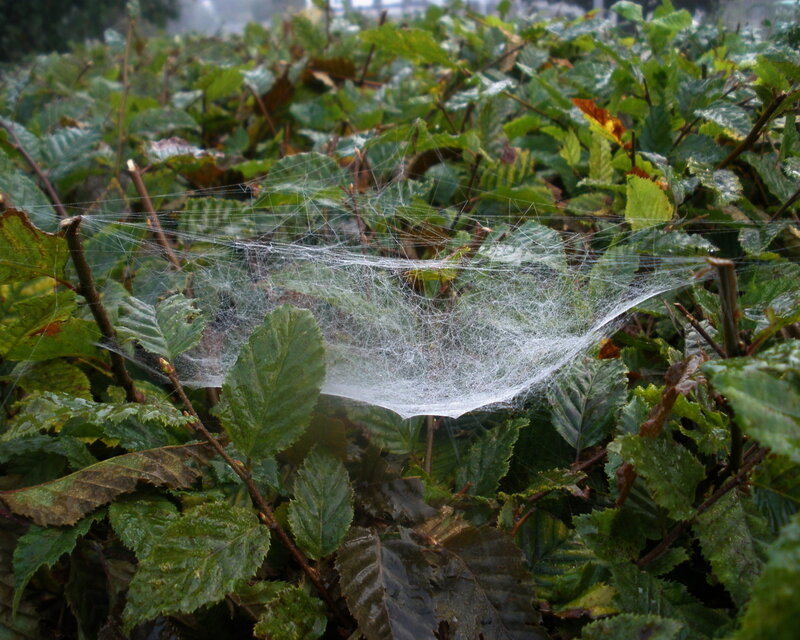 Spiderweb in Foliage