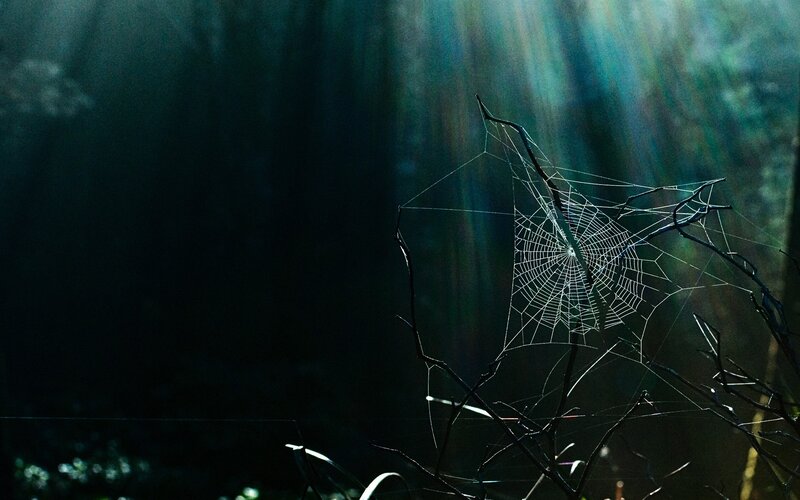 Spiderweb in Forest — Black