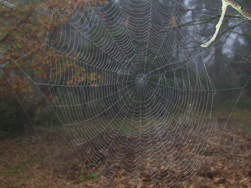 Spiderweb in Forest — Brown