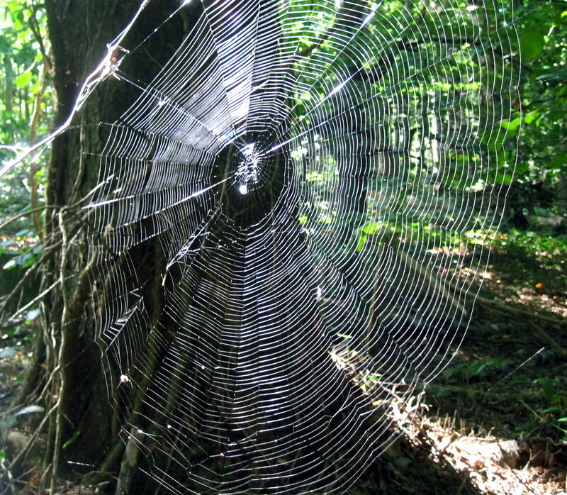 Spiderweb in Forest — Green, Serene, Morning, Photograph