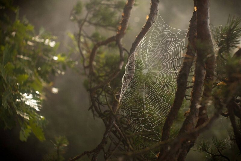 Spiderweb in Forest — Green, Serene, Morning, Photograph, Trees