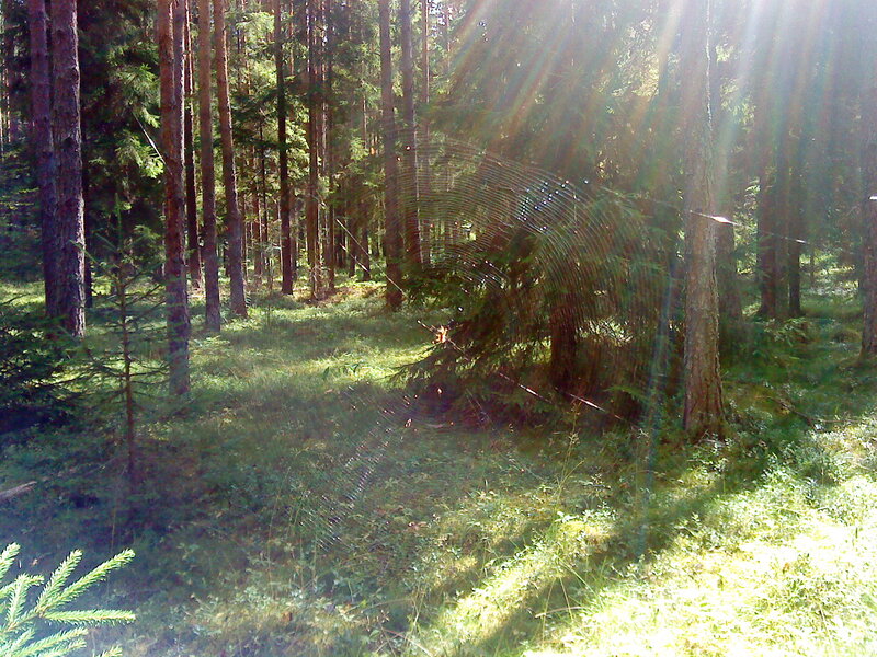 Spiderweb in Forest — Green, Serene, Morning