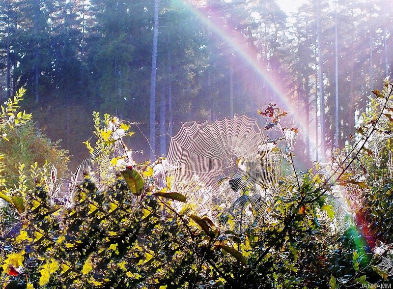 Spiderweb in Forest — Green, Serene