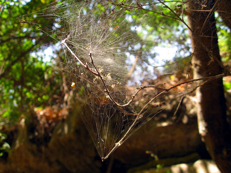 Spiderweb in Forest — Green