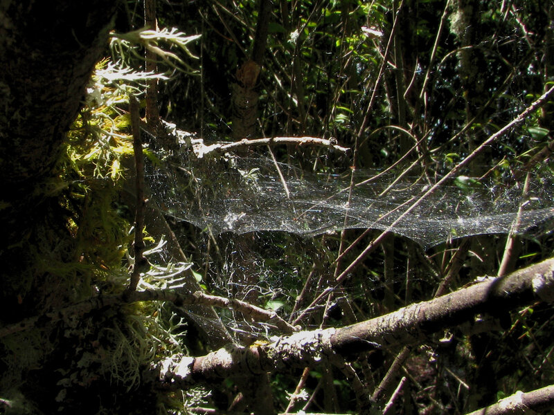 Spiderweb in Forest