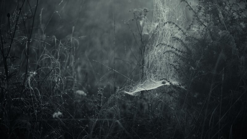 Spiderweb in Grass — Black, Moody