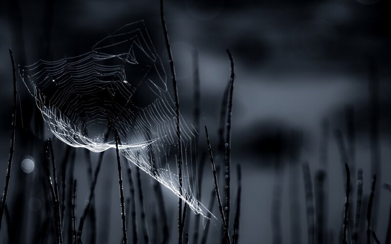 Spiderweb in Grass — Black