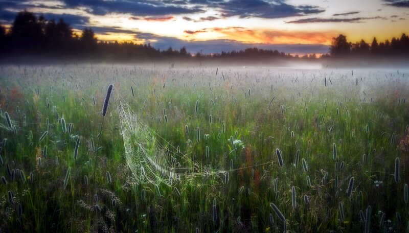 Spiderweb in Grass Field