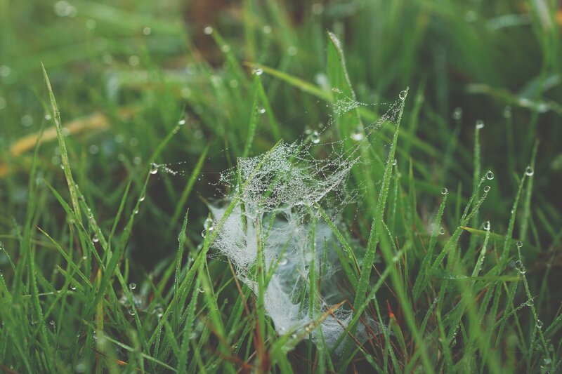 Spiderweb in Grass — Green