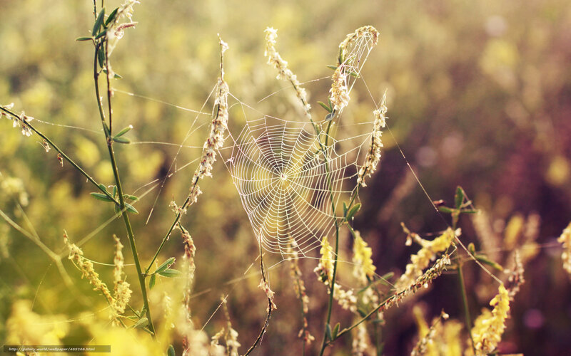 Spiderweb in Grass — Yellow