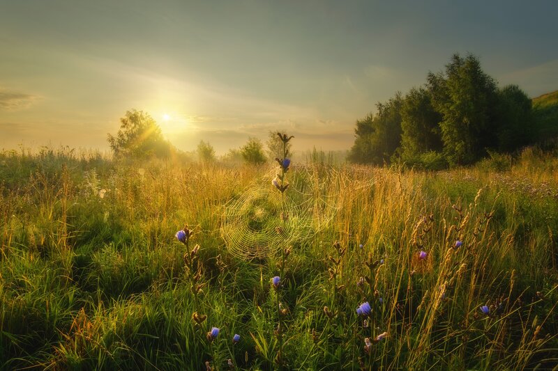 Spiderweb in Meadow