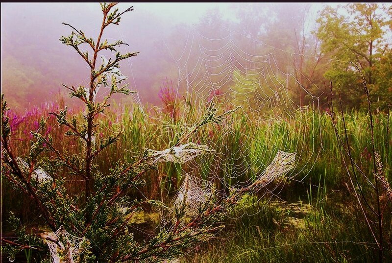 Spiderweb in Misty Field