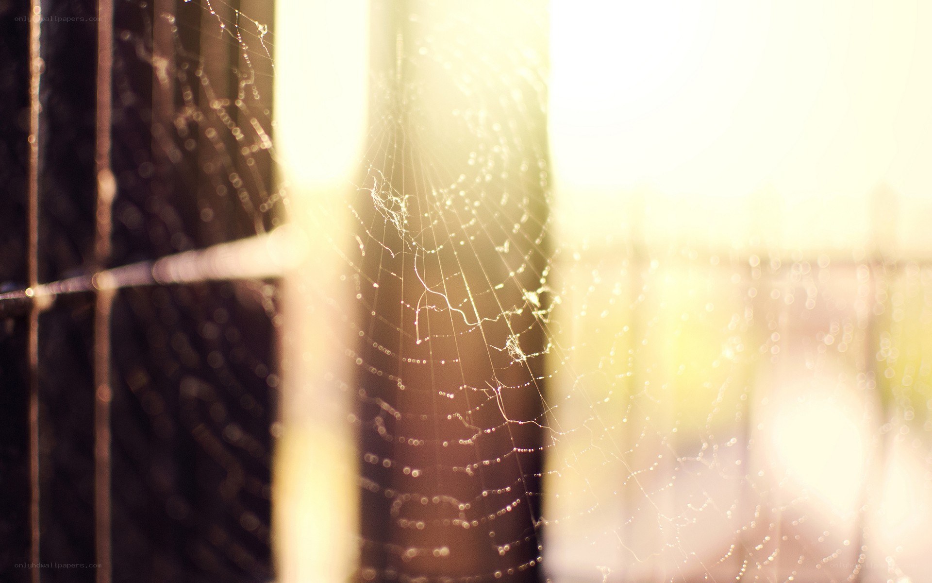 spiderweb in morning light
