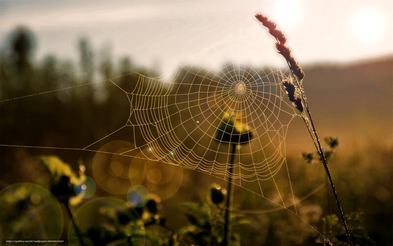 Spiderweb in Morning Light — Gold