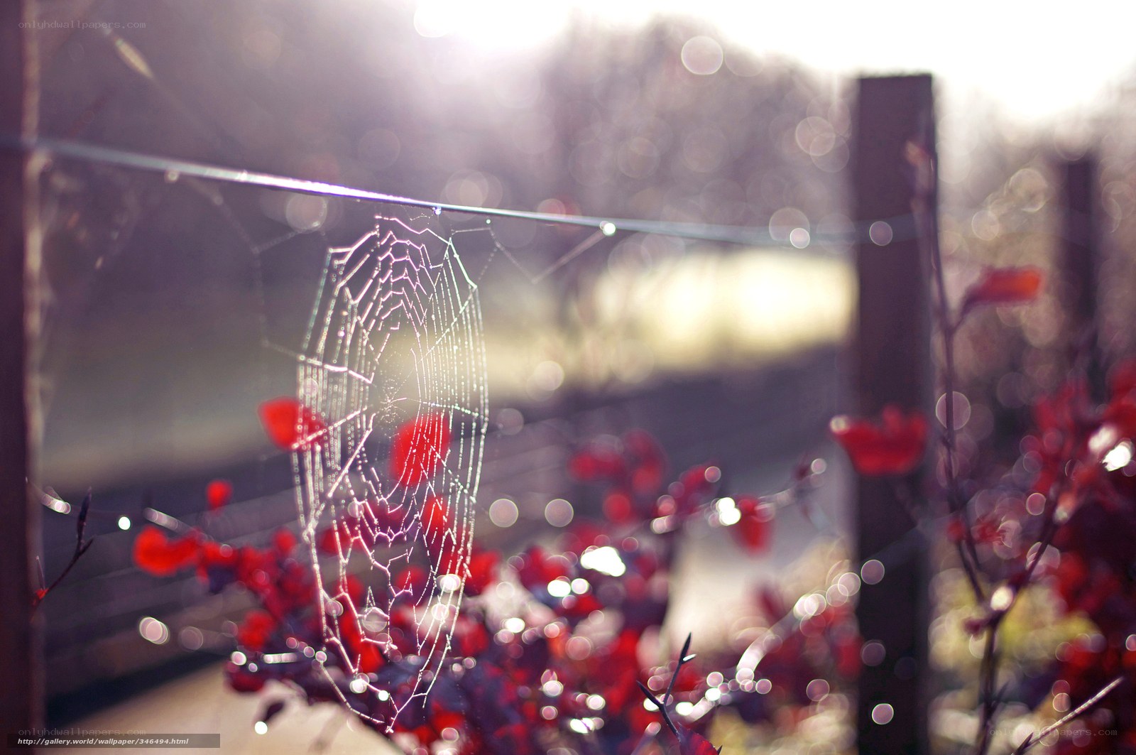 Spiderweb in morning light