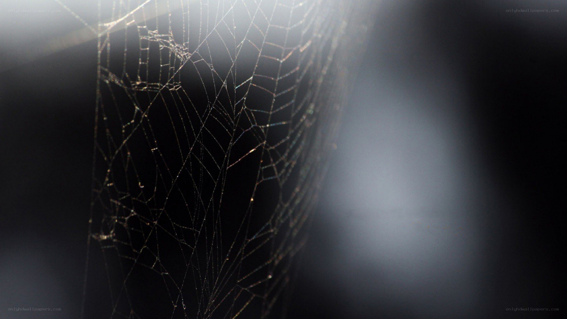 spiderweb in sunlight