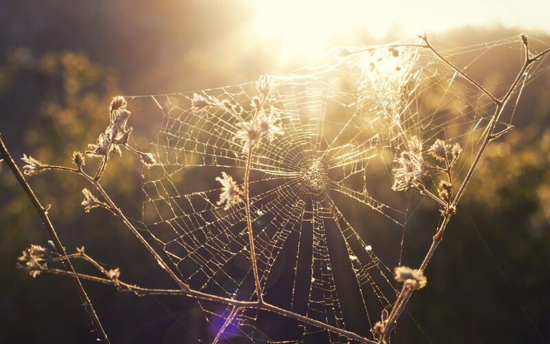 Spiderweb in Sunlight — Gold, Serene