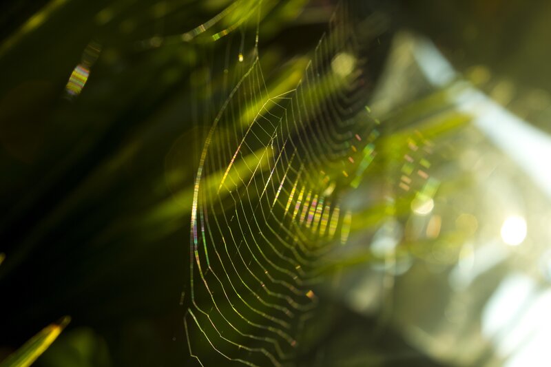 Spiderweb in Sunlight — Green, Serene