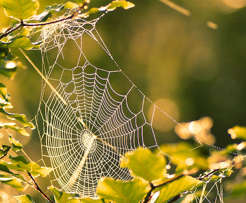 Spiderweb in Sunlight — Green